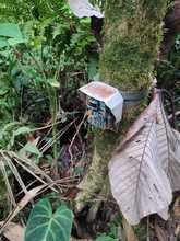 Cuando el Tororoi no se deja ver