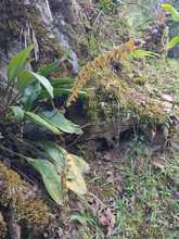 Cuando el Tororoi no se deja ver