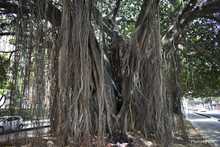 Tratan de salvar a un octogenario al que le echaron candela