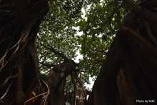 Tratan de salvar a un octogenario al que le echaron candela