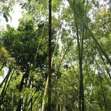 Recorrido por bosques urbanos fue uno de los atractivos en la jornada de movilidad sostenible 