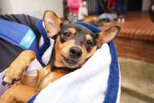 Esterilizan animales de compa&ntilde;&iacute;a durante jornada de servicios institucionales en Brisas de Mayo