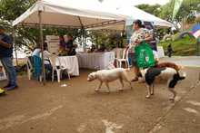 Esterilizan animales de compa&ntilde;&iacute;a durante jornada de servicios institucionales en Brisas de Mayo