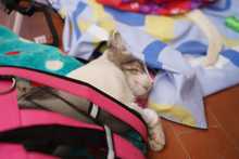 Esterilizan animales de compa&ntilde;&iacute;a durante jornada de servicios institucionales en Brisas de Mayo