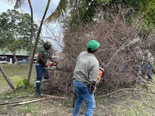 Dagma y CVC proceder&aacute;n a talar 1.000 &aacute;rboles que presentan riesgo