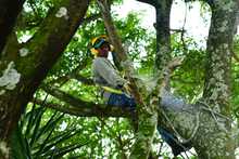 Dagma y CVC proceder&aacute;n a talar 1.000 &aacute;rboles que presentan riesgo