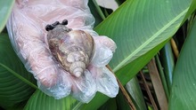  Dagma combate la proliferaci&oacute;n del Caracol Africano