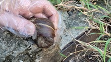  Dagma combate la proliferaci&oacute;n del Caracol Africano