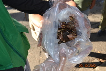  Dagma combate la proliferaci&oacute;n del Caracol Africano