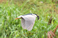 En estudio del Concejo la Semana de las Aves de Santiago de Cali, en febrero. D&eacute;jenos conocer su opini&oacute;n.  