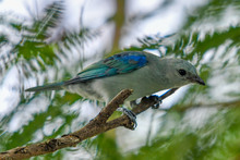 En estudio del Concejo la Semana de las Aves de Santiago de Cali, en febrero. D&eacute;jenos conocer su opini&oacute;n.  