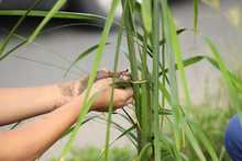 J&oacute;venes cale&ntilde;os sembraron el futuro ambiental de la Sultana del Valle
