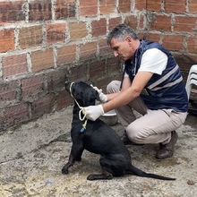 Tango y Rocky reciben protecci&oacute;n del Dagma 