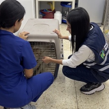 Tango y Rocky reciben protecci&oacute;n del Dagma 