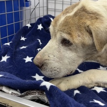 Tango y Rocky reciben protecci&oacute;n del Dagma 