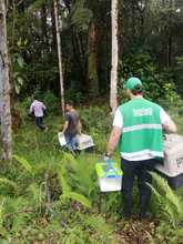 Un perro de monte y dos zarig&uuml;eyas, libres en su verdadera casa