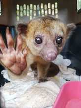 Un perro de monte y dos zarig&uuml;eyas, libres en su verdadera casa