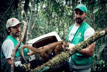 Un perro de monte y dos zarig&uuml;eyas, libres en su verdadera casa