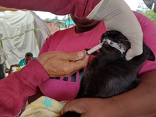 Dagma brind&oacute; atenci&oacute;n veterinaria en zona inundada del jarill&oacute;n del r&iacute;o Cauca