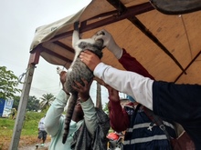 Dagma brind&oacute; atenci&oacute;n veterinaria en zona inundada del jarill&oacute;n del r&iacute;o Cauca