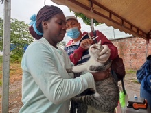 Dagma brind&oacute; atenci&oacute;n veterinaria en zona inundada del jarill&oacute;n del r&iacute;o Cauca