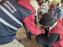 Dagma brind&oacute; atenci&oacute;n veterinaria en zona inundada del jarill&oacute;n del r&iacute;o Cauca