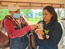 Dagma brind&oacute; atenci&oacute;n veterinaria en zona inundada del jarill&oacute;n del r&iacute;o Cauca