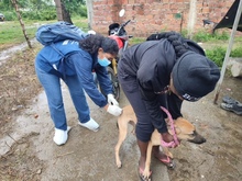 Dagma brind&oacute; atenci&oacute;n veterinaria en zona inundada del jarill&oacute;n del r&iacute;o Cauca