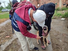 Dagma brind&oacute; atenci&oacute;n veterinaria en zona inundada del jarill&oacute;n del r&iacute;o Cauca