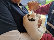 Dagma brind&oacute; atenci&oacute;n veterinaria en zona inundada del jarill&oacute;n del r&iacute;o Cauca