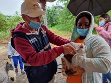 Dagma brind&oacute; atenci&oacute;n veterinaria en zona inundada del jarill&oacute;n del r&iacute;o Cauca