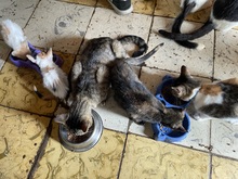 En Cali, el amor por los animales se tom&oacute; los albergues