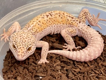 Reubicar&aacute;n en su h&aacute;bitat a 13 animales ex&oacute;ticos