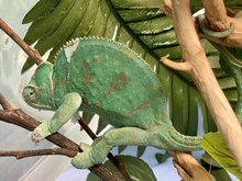 Reubicar&aacute;n en su h&aacute;bitat a 13 animales ex&oacute;ticos