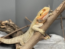 Reubicar&aacute;n en su h&aacute;bitat a 13 animales ex&oacute;ticos