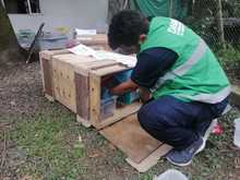 Reubicar&aacute;n en su h&aacute;bitat a 13 animales ex&oacute;ticos