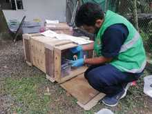 Reubicar&aacute;n en su h&aacute;bitat a 13 animales ex&oacute;ticos