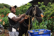 M&aacute;s de 100 equinos, libres del trabajo