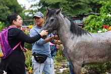 M&aacute;s de 100 equinos, libres del trabajo
