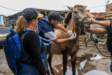M&aacute;s de 100 equinos, libres del trabajo