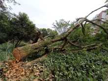 Sorprendida cuadrilla ilegal talando 8 &aacute;rboles en la comuna 19