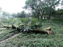 Sorprendida cuadrilla ilegal talando 8 &aacute;rboles en la comuna 19