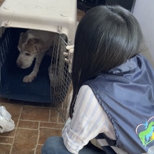 &lsquo;Tango&rsquo; un perro que baila de la dicha