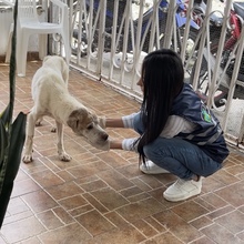 &lsquo;Tango&rsquo; un perro que baila de la dicha