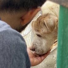 &lsquo;Tango&rsquo; un perro que baila de la dicha