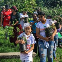Siembra masiva de &aacute;rboles contra el cambio clim&aacute;tico 
