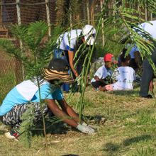 Siembra masiva de &aacute;rboles contra el cambio clim&aacute;tico 