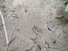 Coraz&oacute;n de Pance: un parche para divertirse aprendiendo