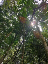 Coraz&oacute;n de Pance: un parche para divertirse aprendiendo
