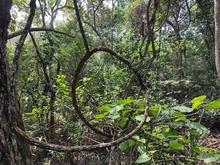 Coraz&oacute;n de Pance: un parche para divertirse aprendiendo